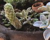 Pandemia e isolamento aumentam procura por cultivo de plantas em casa