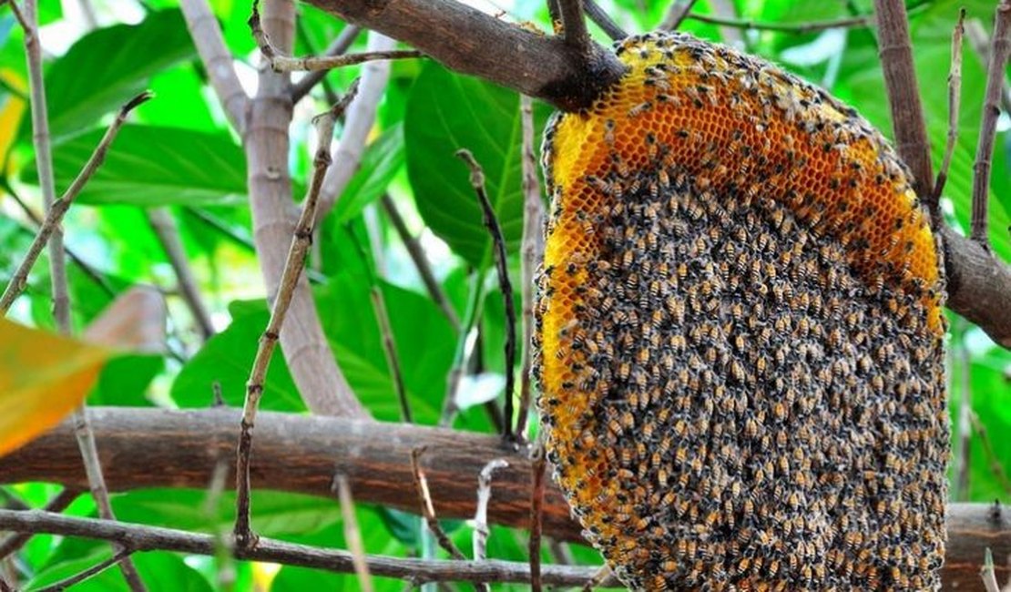Idosa leva mais de 30 picadas de abelhas em Delmiro Gouveia
