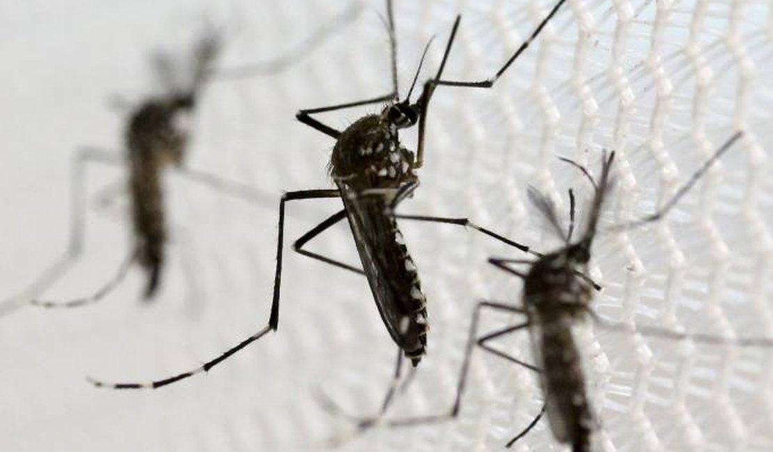 Em meio à Covid-19, população deve ficar em alerta para cuidados contra a dengue
