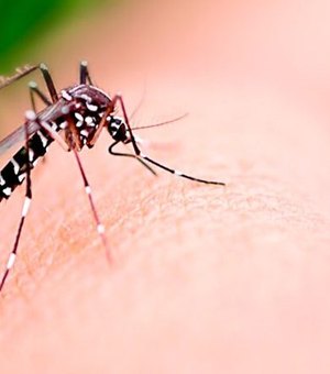 Secretaria de Saúde de Palmeira realiza mutirão contra a dengue no bairro Jardim Brasil