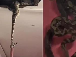 Cobras gigantescas em teto de quarto surpreendem a web