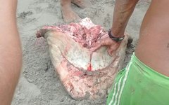 Tubarão foi encontrado na Praia de Tabuba, na Barra de Santo Antônio