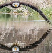 A incrível foto de águia que viralizou e surpreendeu fotógrafo amador