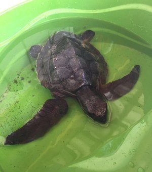 Filhote de tartaruga marinha é resgatada no Povoado Barra Nova