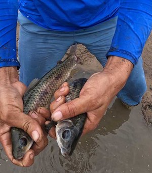 Operações da UHE Xingó seguem aprisionando peixes em áreas secadas