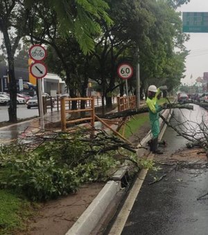Prefeitura de Maceió intensifica poda de árvores em toda a capital