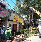 Rua das Árvores segue interdita até a quinta-feira, após queda de árvore 