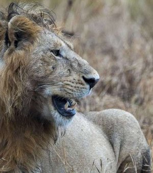 Caçador pisoteado por elefante é comido por leões na África do Sul
