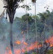 Incêndio atinge vegetação no município de União dos Palmares