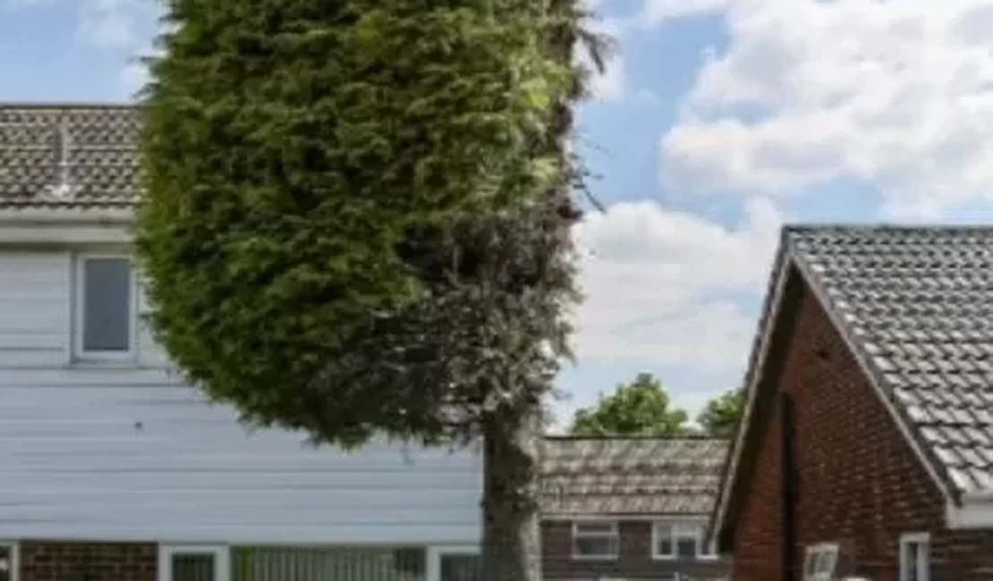 Confusão entre vizinhos termina com árvore podada pela metade na Inglaterra