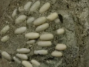 Cientistas encontram ovos fossilizados de gafanhotos com 29 milhões de anos