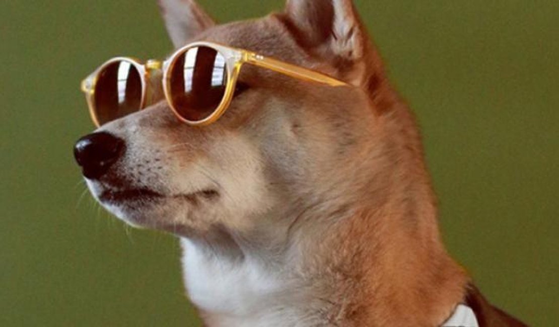 Cachorro ganha R$48 mil reais por mês trabalhando como modelo
