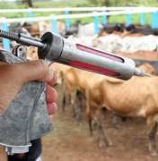 Vacinação contra aftosa será obrigatória para animais até dois anos