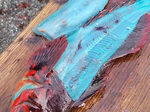 Pescador fisga peixe de carne azul no Alasca
