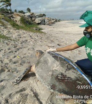 Tartaruga marinha é encontrada morta na Praia do Pontal