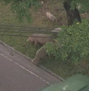 Família de porquinhos ‘passeia’ pela Zona Oeste do Rio