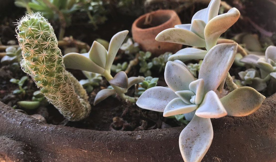 Pandemia e isolamento aumentam procura por cultivo de plantas em casa