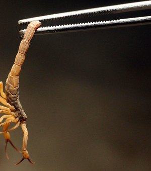 Arapiraca registra aumento de ataques de escorpião em 2019