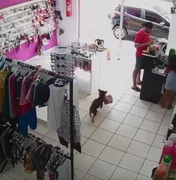 Cachorro é flagrado 'furtando' ursinhos de pelúcia em loja no interior de SP; vídeo