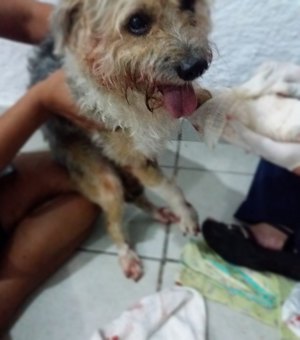 Cão é atropelado e socorrido por moradores na Jatiúca