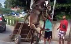 Polícia apreende mula após denúncia de que animal era usado para transportar material de construção no RJ