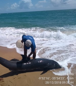 [Vídeo] Golfinho encalha na Praia do Gunga e morre