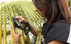 Em Alagoas a Adeal já fiscalizou palmeiras por toda cidade a fim de identificar a praga o mais breve possível