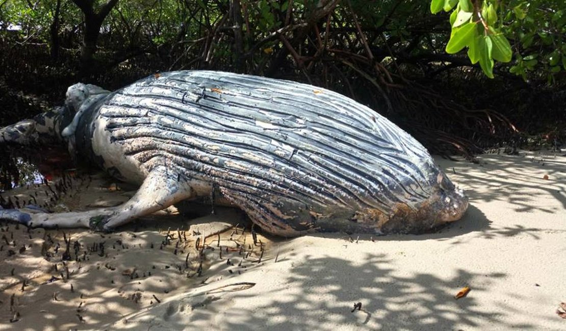 Filhote de baleia jubarte é encontrado morto no Litoral Sul