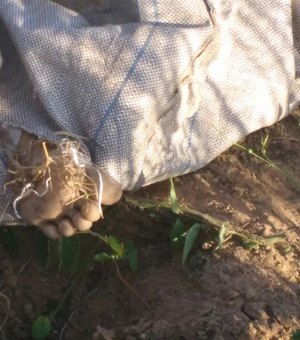 Crianças encontram corpo embrulhado em saco em Limoeiro de Anadia