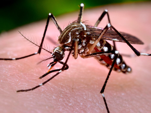 Presidente da Fiocruz diz que é praticamente impossível erradicar o Aedes