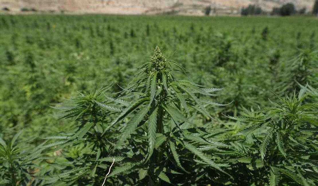 Plantio de maconha para fins medicinais tem parecer favorável na Câmara