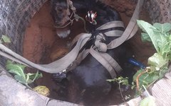 Animal cai em poço na zona rual de Arapiraca e é resgatado pelos bombeiros