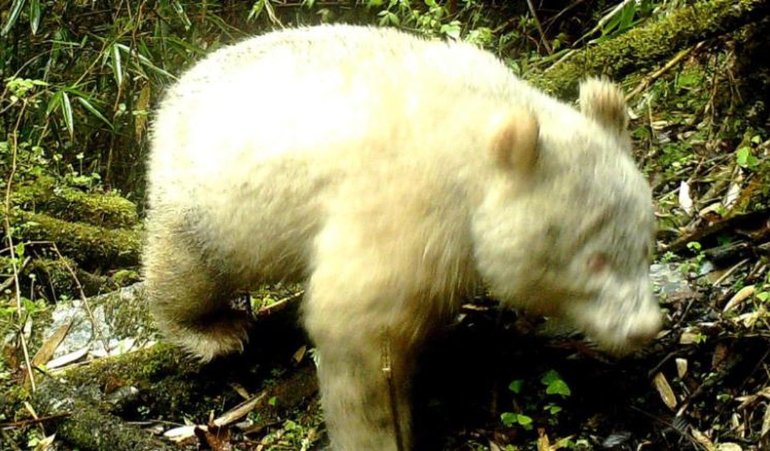 Panda albino é visto pela 1ª vez em floresta chinesa