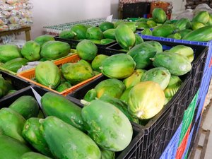 Prefeitura de Palmeira adquire toneladas de alimentos da agricultura familiar para a merenda da rede pública de ensino