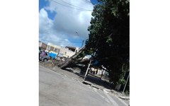 Árvore cai em cima de ponto de ônibus em Arapiraca