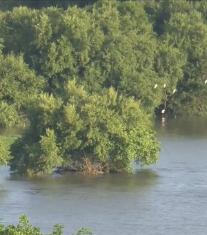 Avanço de Lagoa Mundaú ameaça desaparecimento de 13 hectares de manguezal
