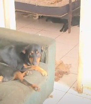 Cachorros abandonados em apartamento são resgatados no Benedito Bentes