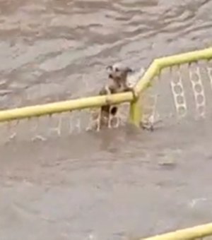 Cãozinho tenta se salvar durante enxurrada em Três Pontas