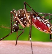 Registros de dengue caem em Alagoas, mas estatísticas de zika e chikungunya disparam no estado