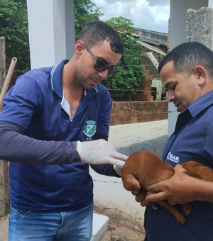 [Vídeo] Vacina antirrábica previne a raiva e prefeitura reforça ação na zona rural de Arapiraca