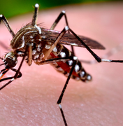 Cosems sedia reunião para traçar estratégias de combate ao Aedes em Alagoas