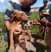 Cachorro é resgatado dentro de poço na cidade de Rio Largo