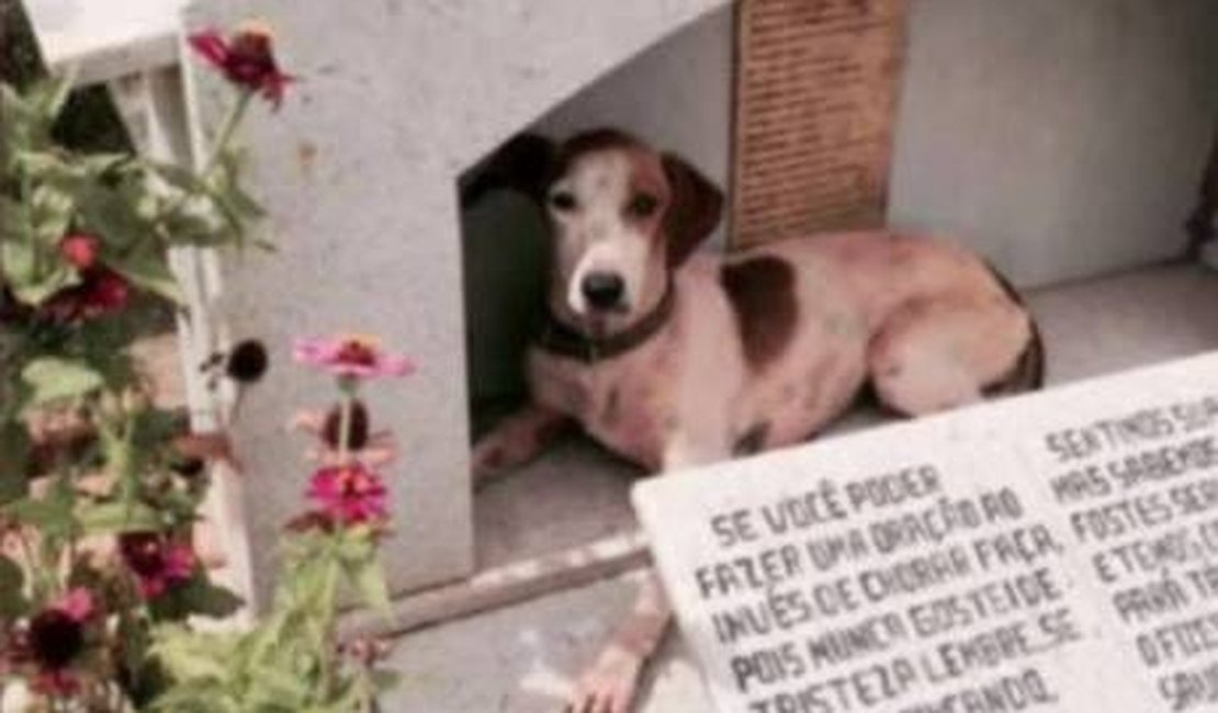 Lealdade: cadela mora ao lado do túmulo do ex-dono há dois anos