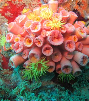 Coral invasor ameaça meio ambiente e pode deixar praias ‘feias’ em AL