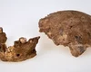 Nova espécie de ancestral humano é descoberta em Israel