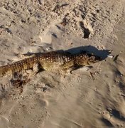 Jacaré-do-papo-amarelo é encontrado morto em praia de Maceió