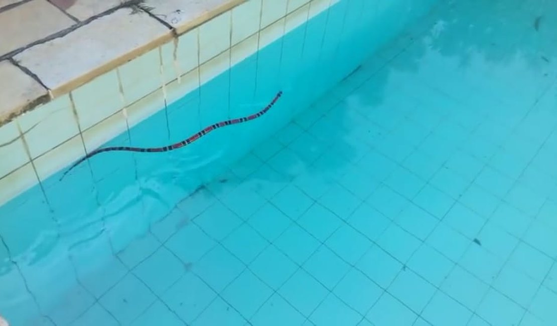 Bombeiros resgatam cobra em piscina de residência em União dos Palmares