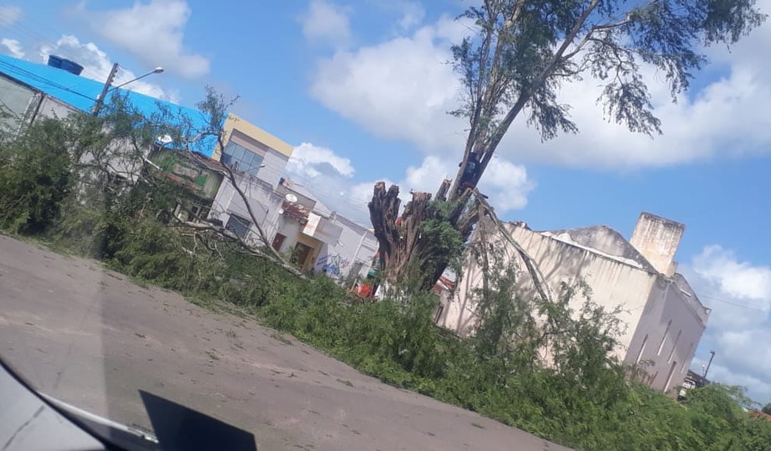 Poda de árvore centenária revolta moradores de Campo Grande