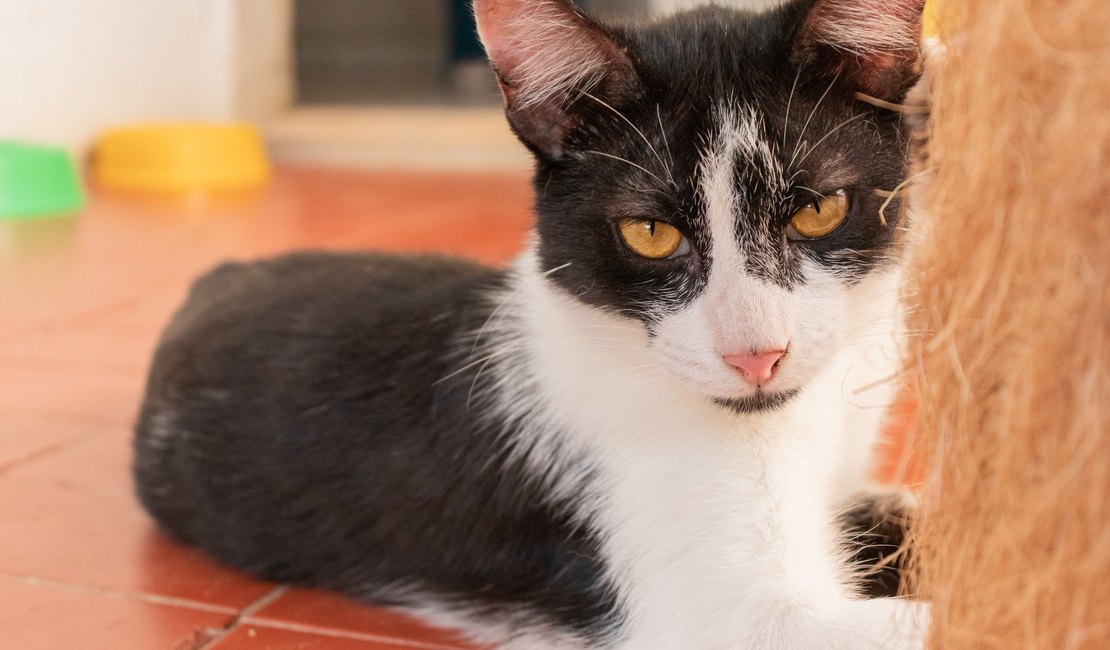 Mortes por envenenamento de gatos na Pajuçara é investigada pela Polícia Civil