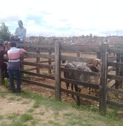 Feira de gado de Dois Riachos está suspensa por tempo indeterminado